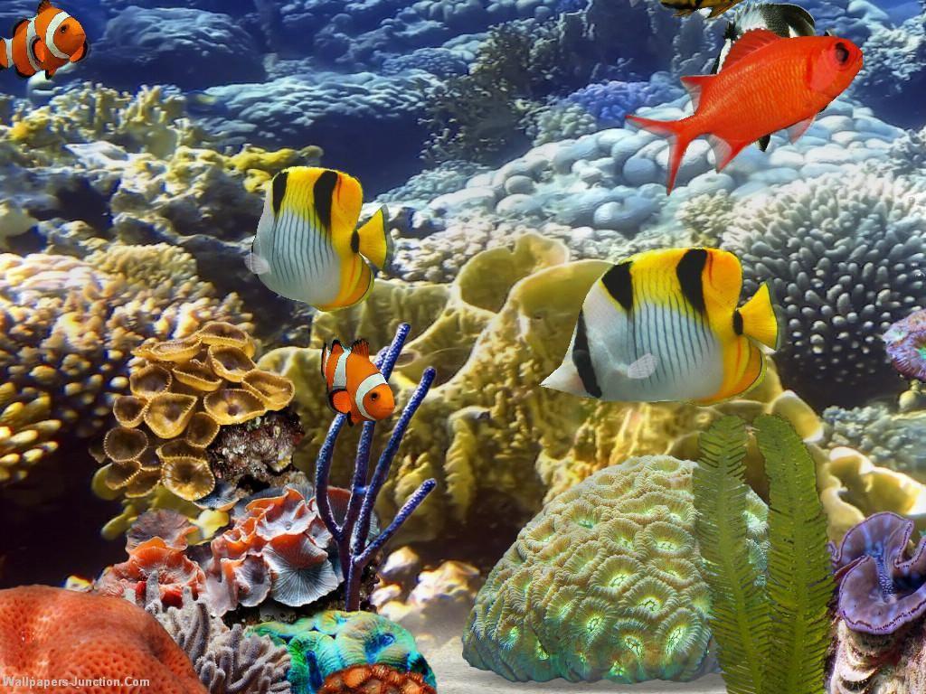 Live Aquarium Wallpapers - Top Free Live Aquarium Backgrounds ...