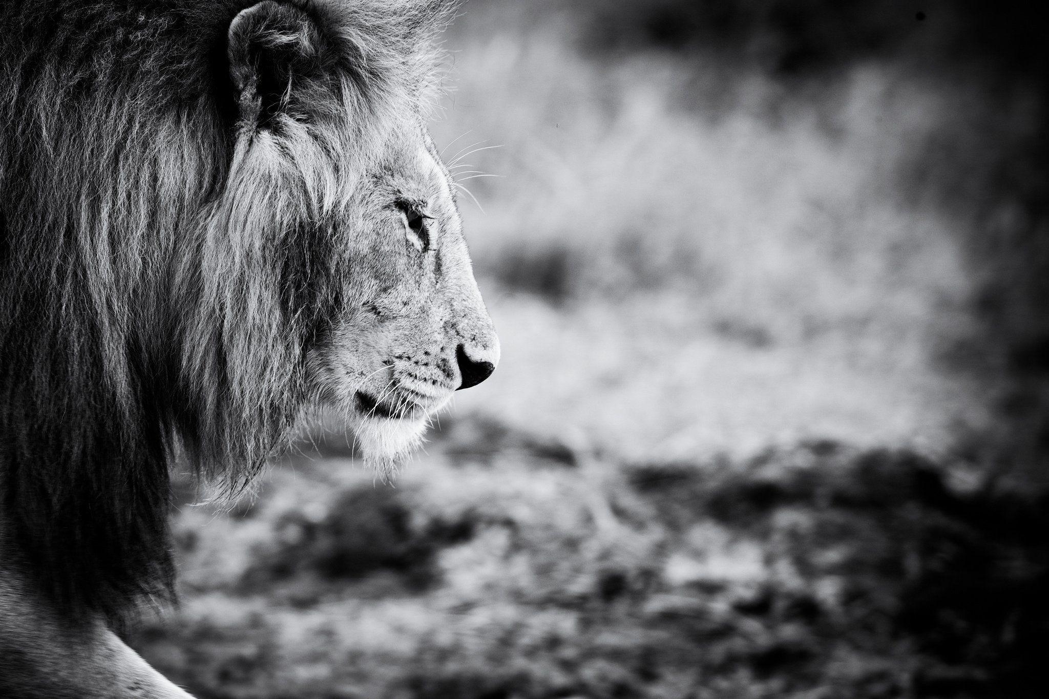 2048x1365 animals, Black, And, White, Animal, Lion Wallpaper HD / Desktop