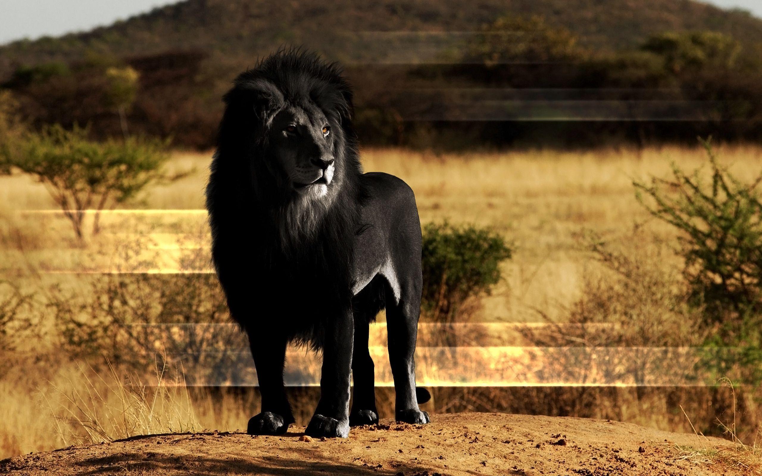 2560x1600 Download wallpaper 2560x1600 lion, black lion, mane, rock HD