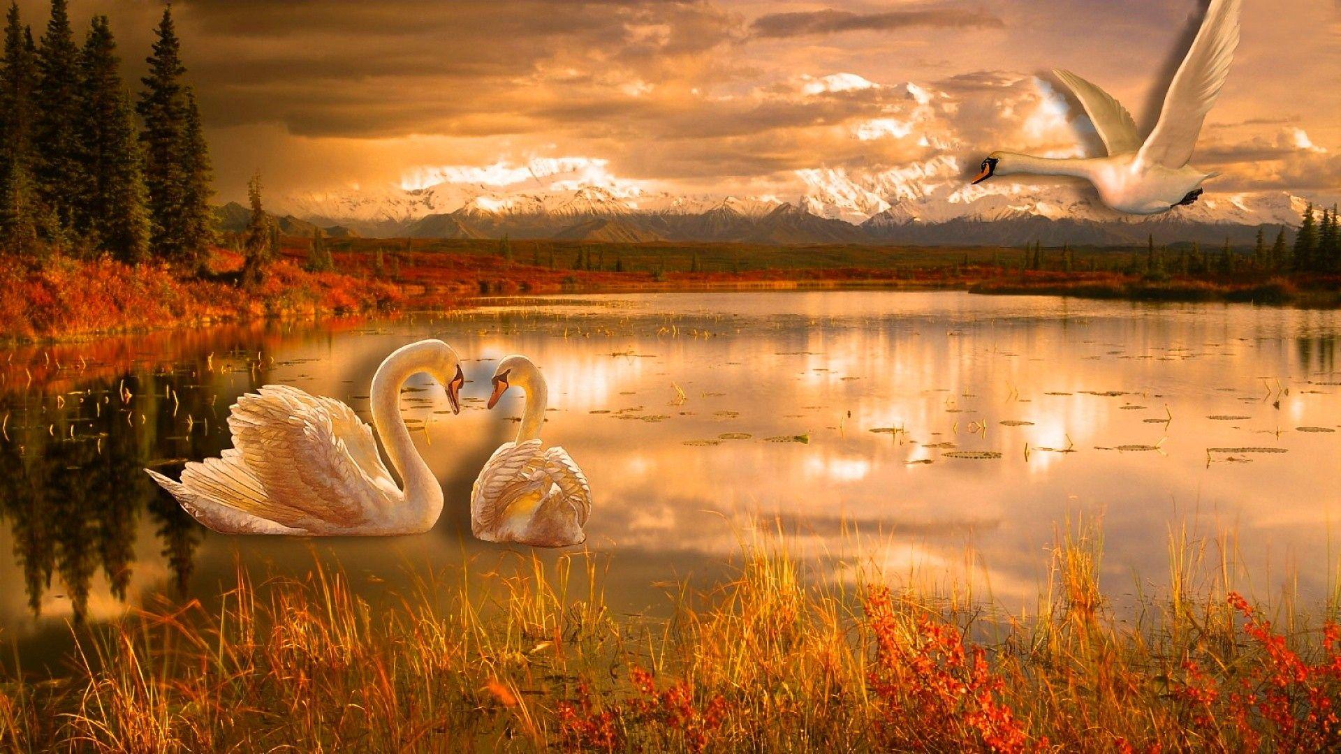 1920x1080 Hồ Màu sắc kỳ diệu Thiên nga Mountaqins Thiên nhiên tươi đẹp Đáng yêu Lộng lẫy