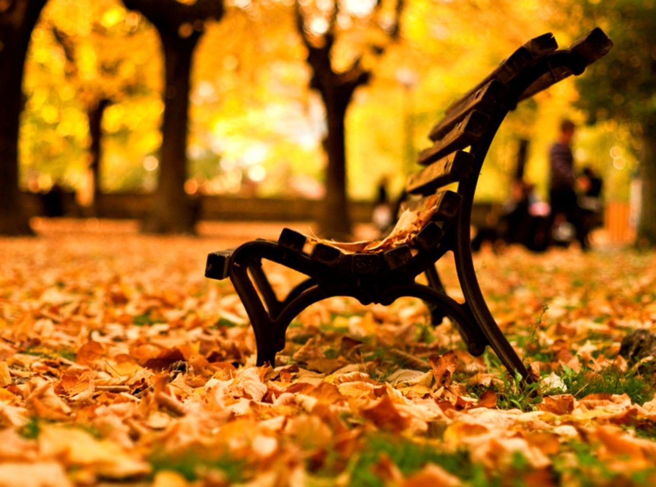 1280x952 Rừng: Lá mùa thu Đi bộ yên bình Công viên rừng cây lãng mạn https://wallpaperaccess.com/full/325527.jpg