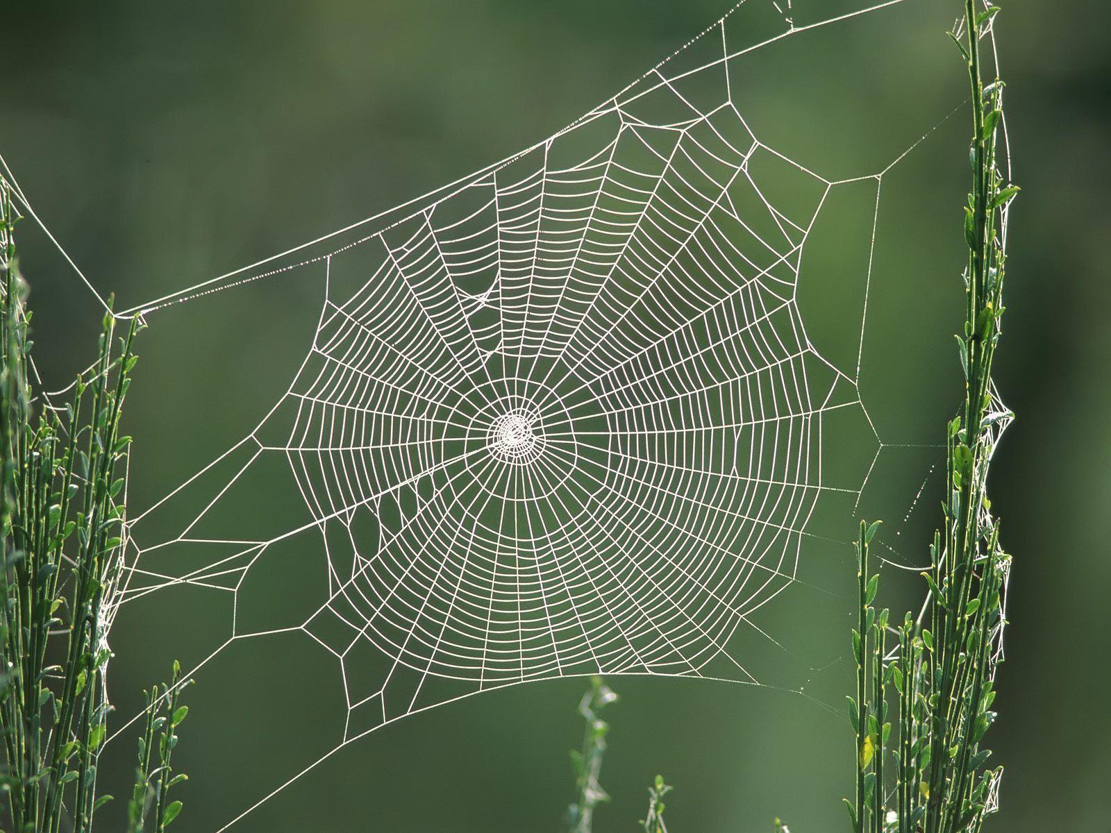 1600x1200 Spiderweb Wallpaper
