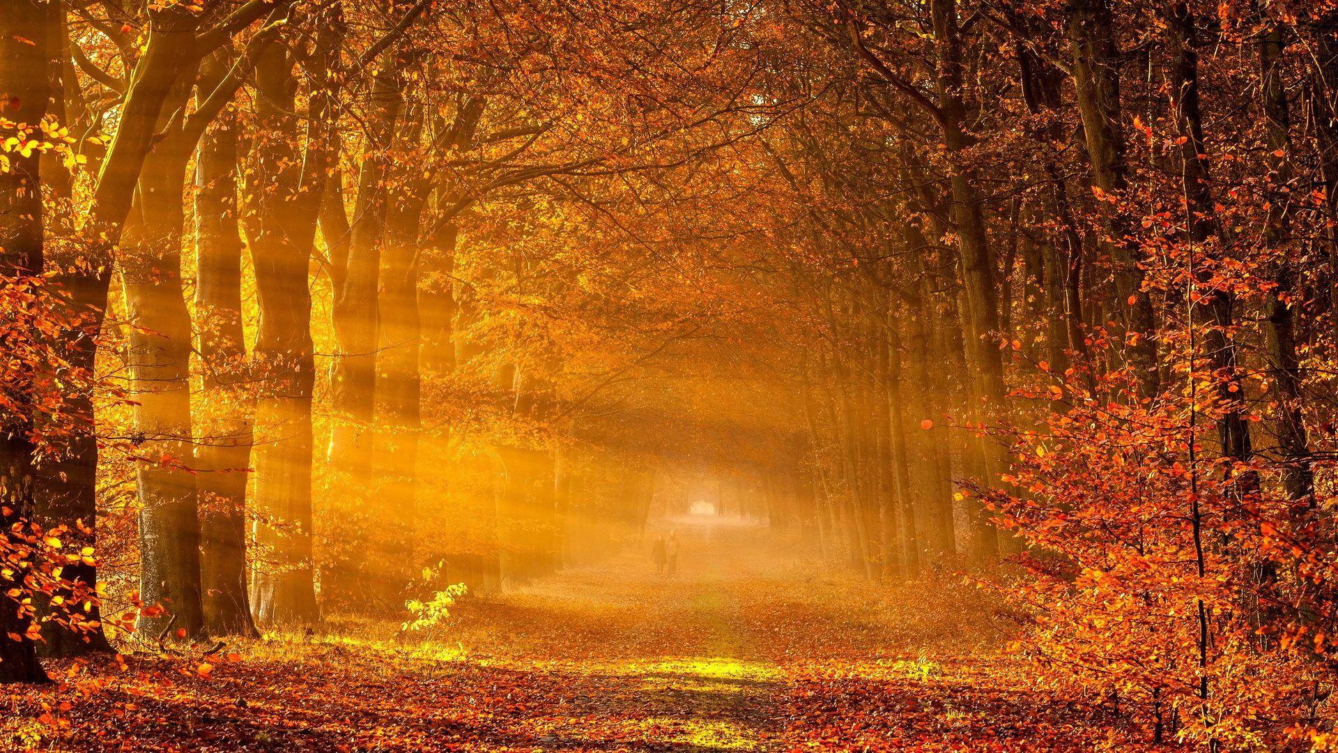 1920x1080 Rừng: Mùa thu lộng lẫy Ánh sáng Mặt trời Con đường Lá Công viên Cảnh quan