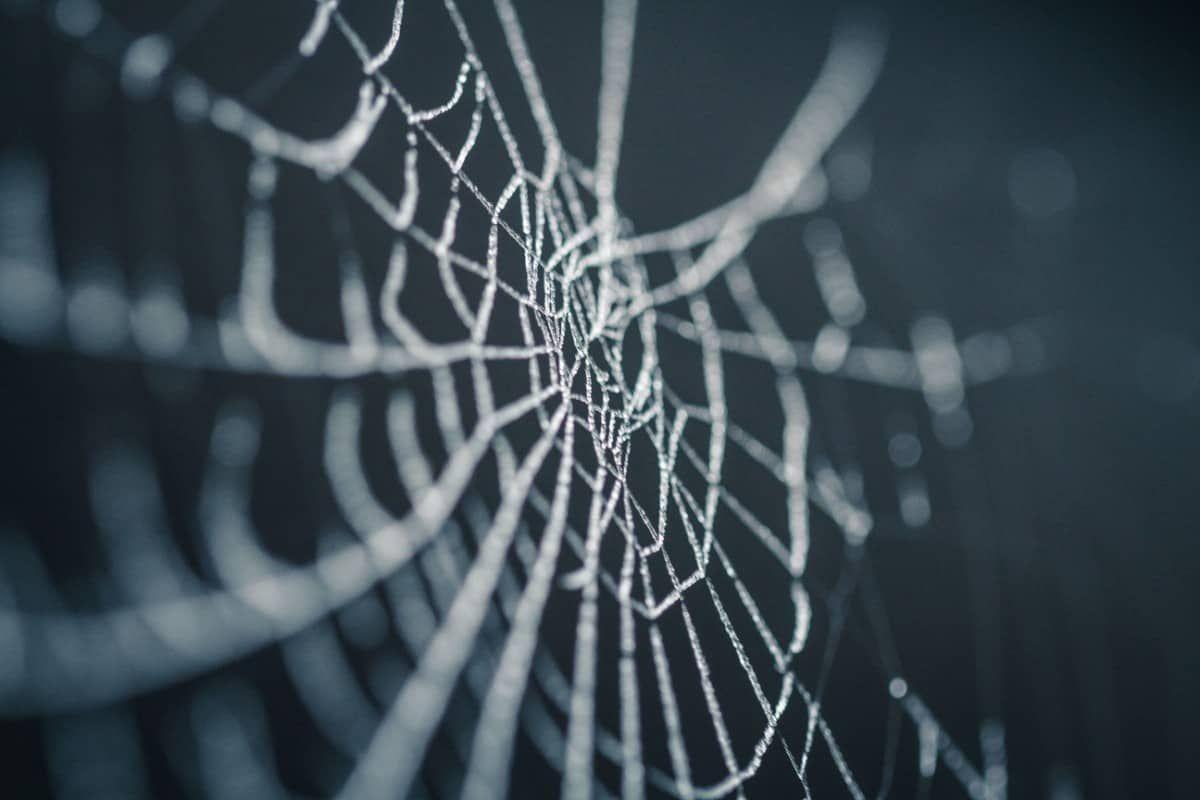1200x800 Macro Wallpaper