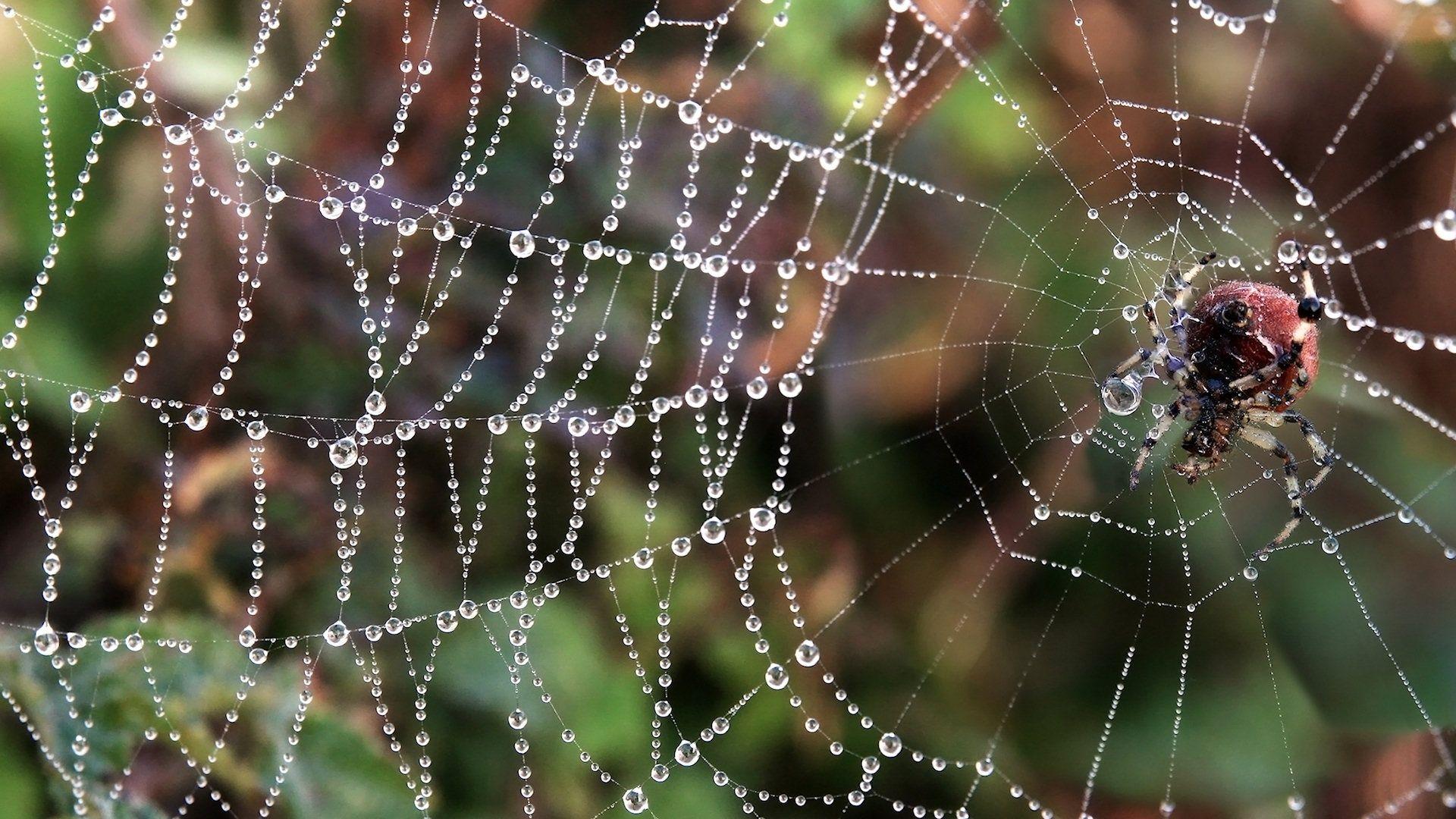 1920x1080 Spider Wallpaper