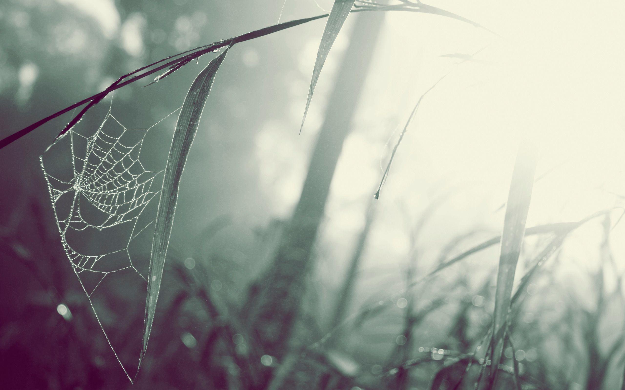 2560x1600 Spider Web wallpaperx1600