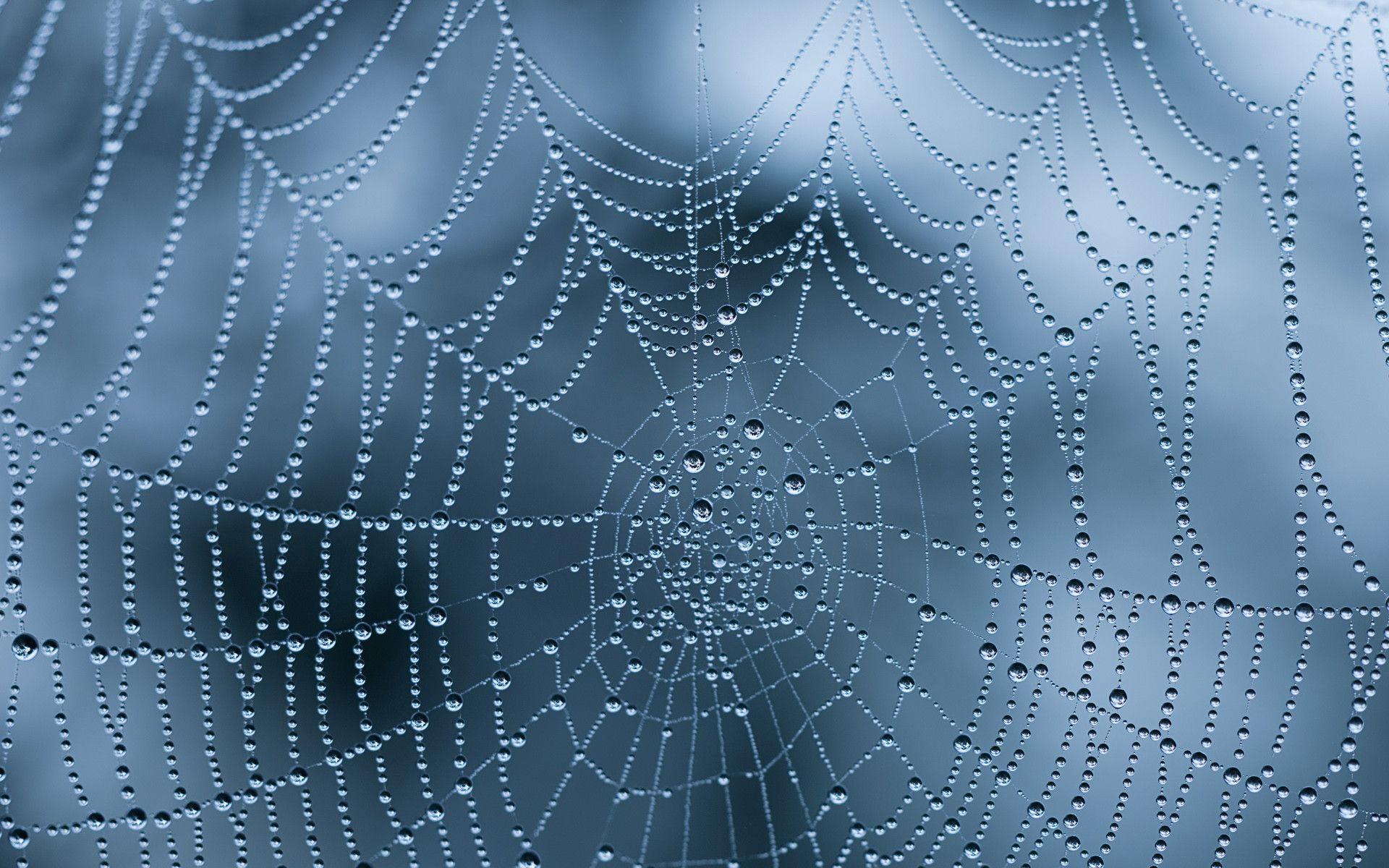 1920x1200 Spider Web Wallpaper