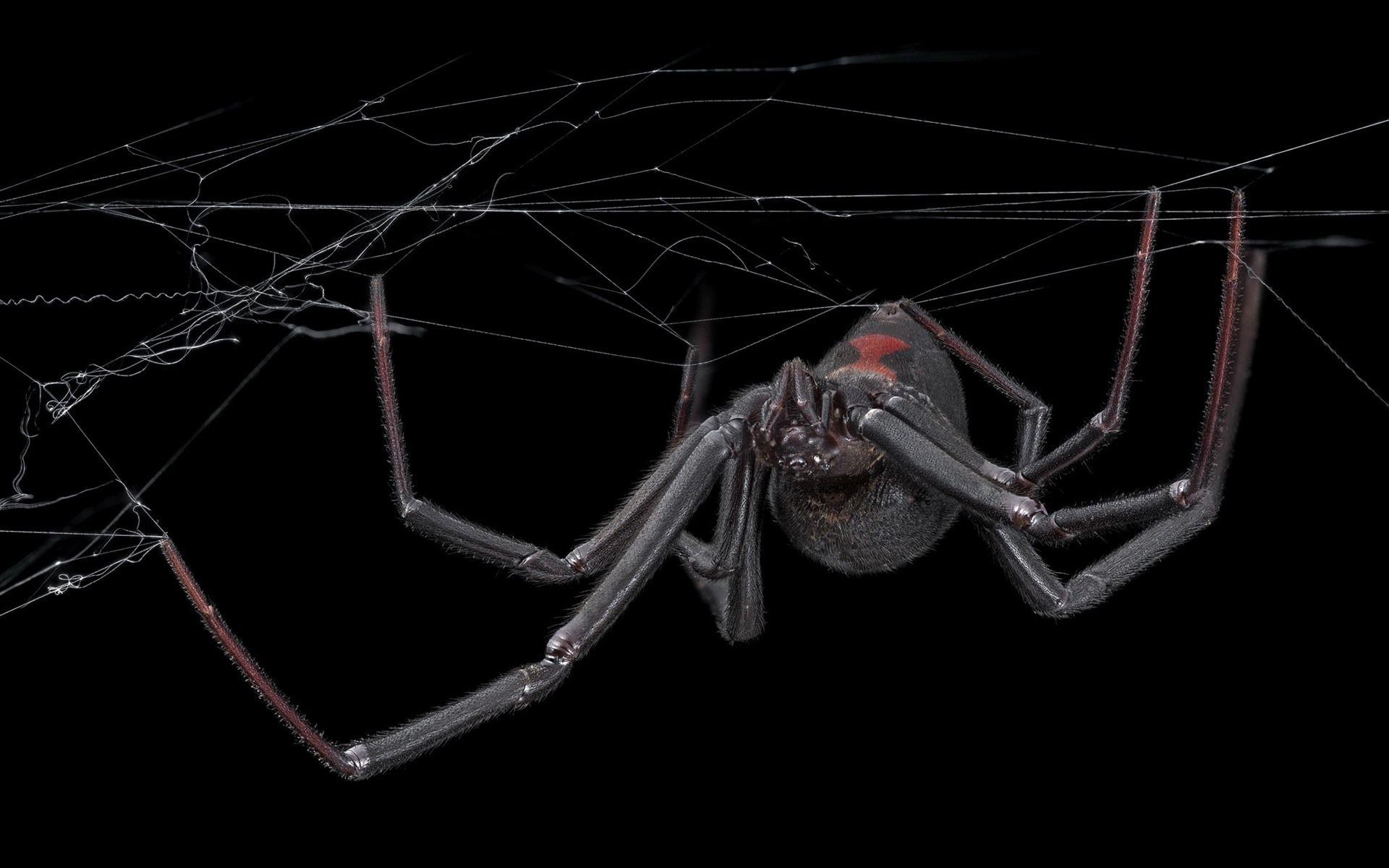 1920x1200 Wallpaper Spider, web, black background 1920x1200 HD Picture, Image