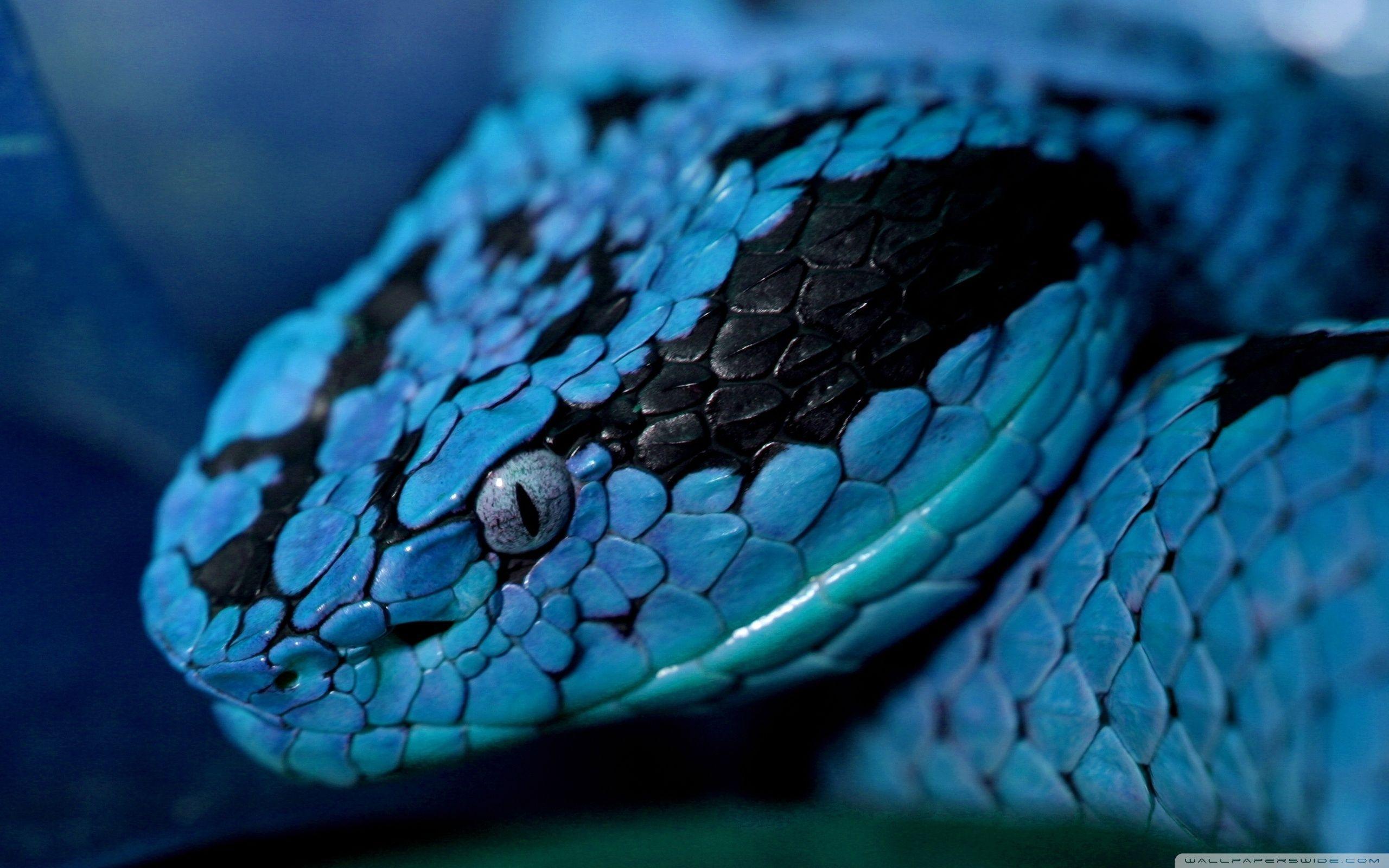2560x1600 Blue Snake Wallpaper