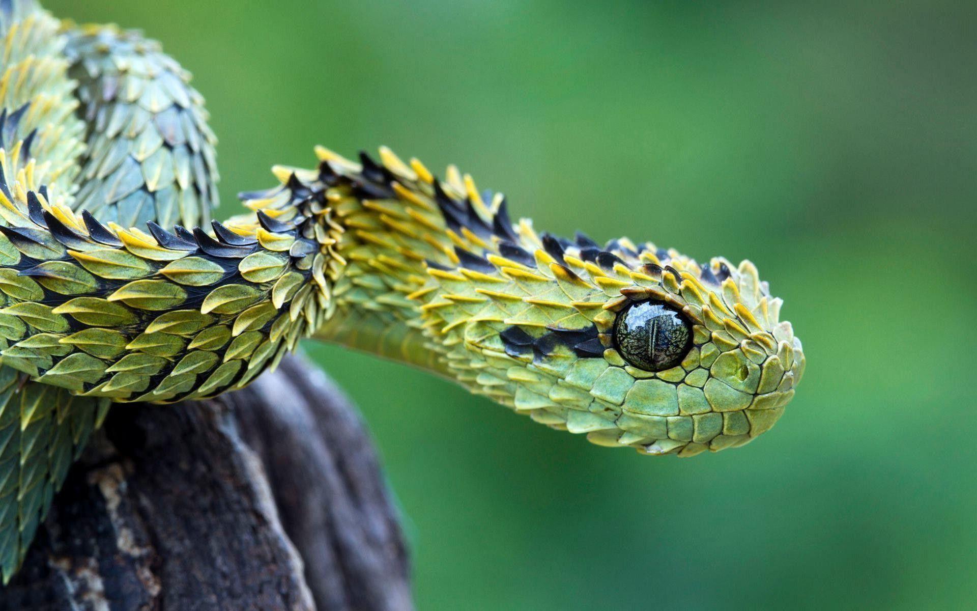 1920x1200 Viper Snake Wallpaper