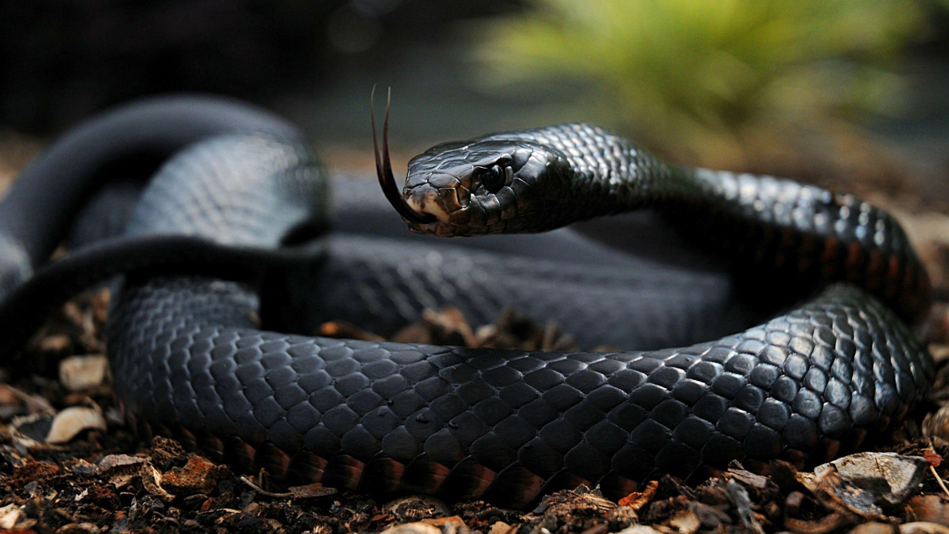3840x2160 Snake HD Wallpaper