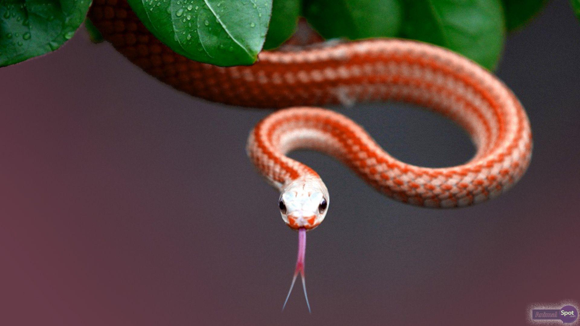 1920x1080 Snake Wallpaper. Amazing Snake Wallpaper