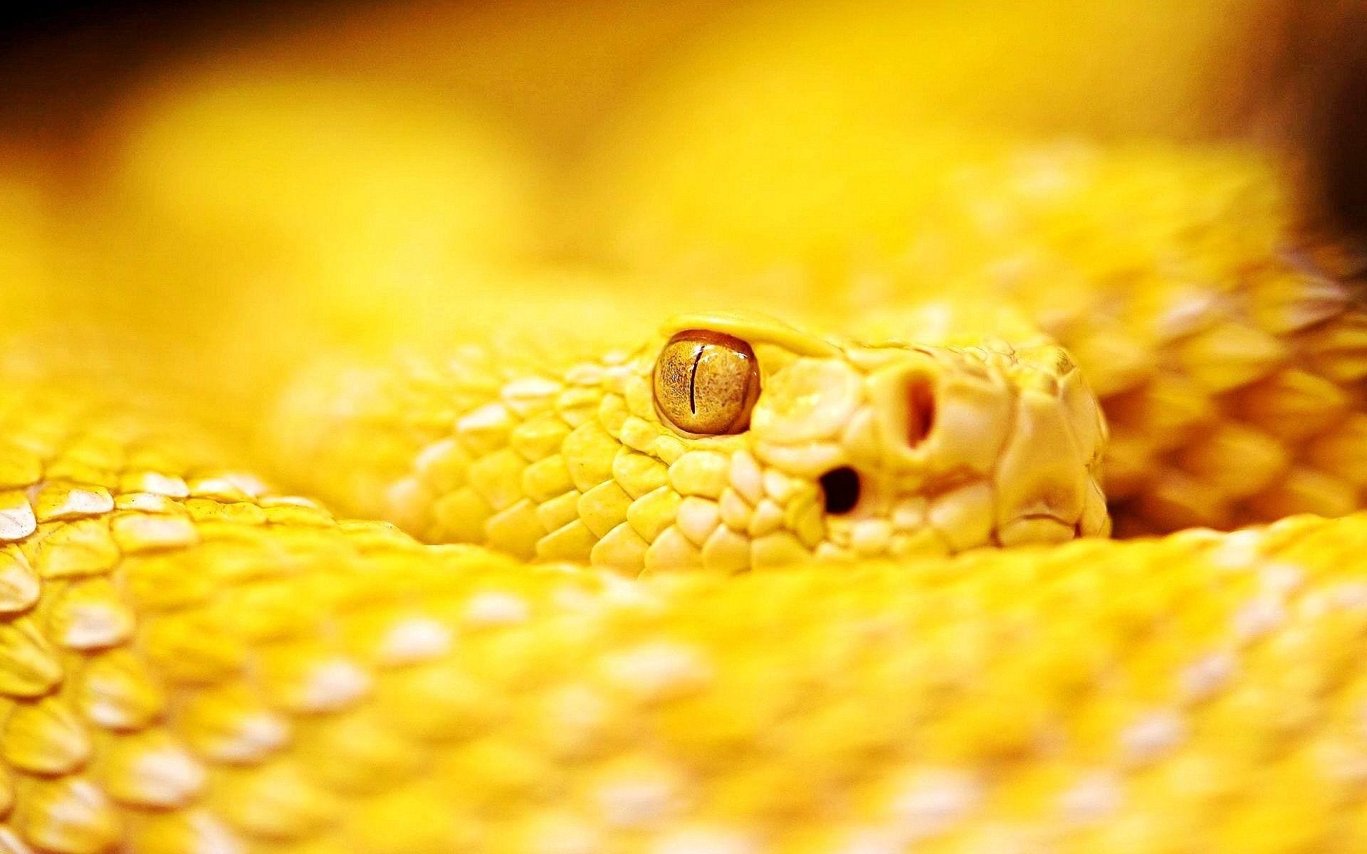 1920x1200 Snake Wallpaper