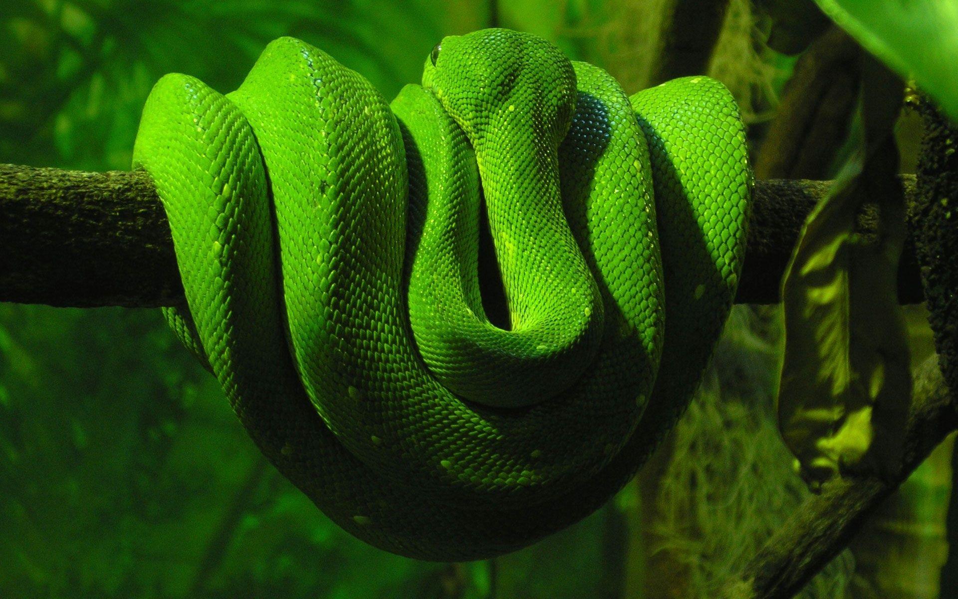 1920x1200 Snake Background Wallpaper