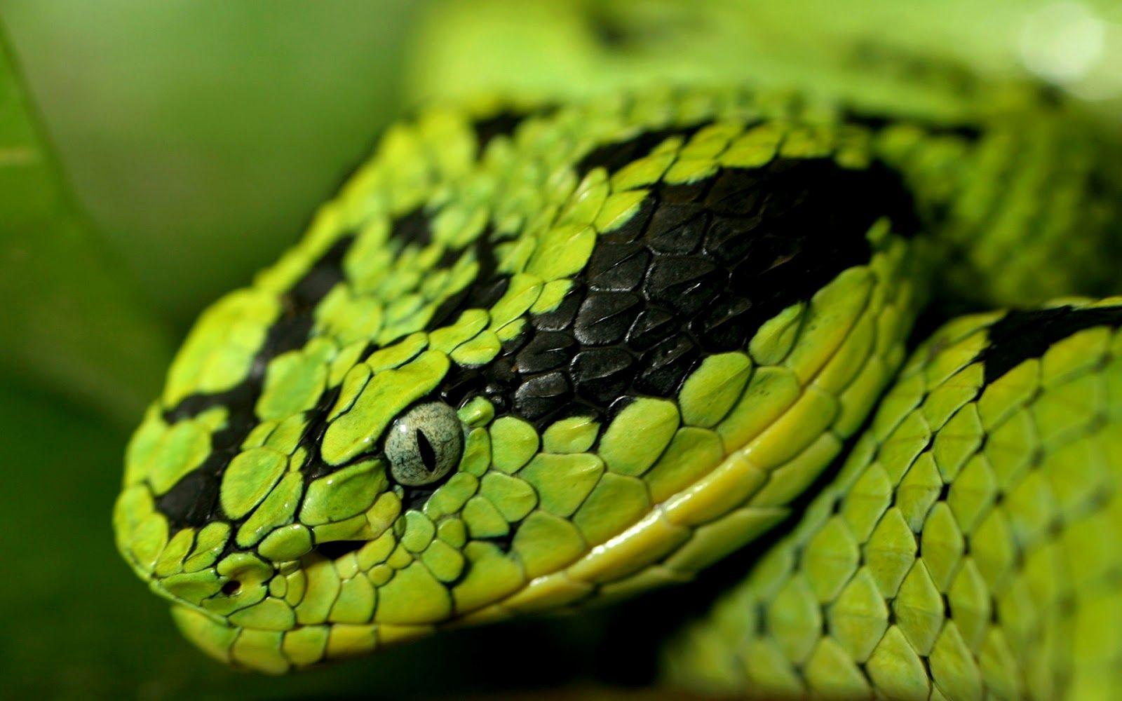 1600x1000 Snake Wallpaper Awesome Snake Facts and for Kids This Month