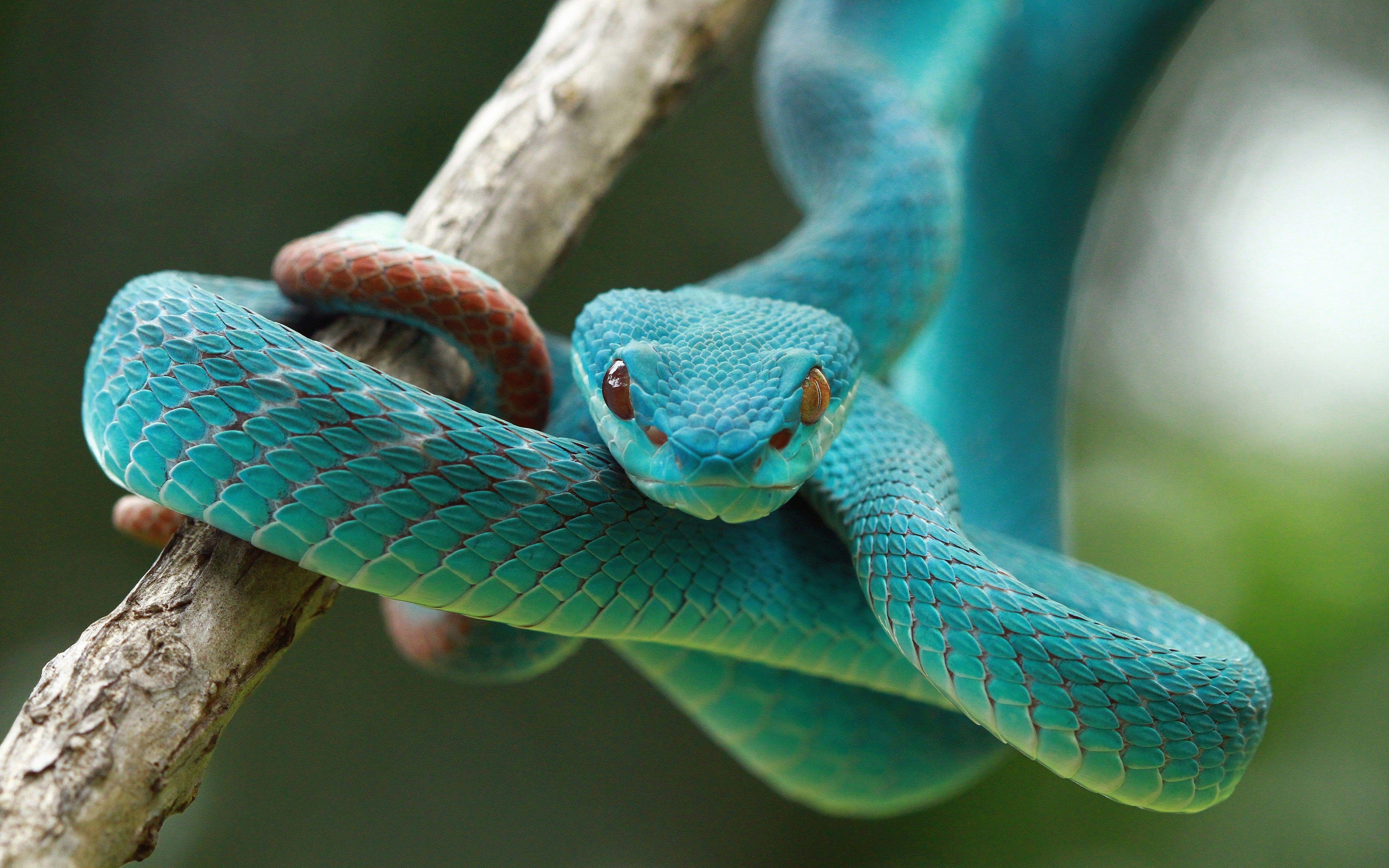 5120x3200 Wallpaper Snake