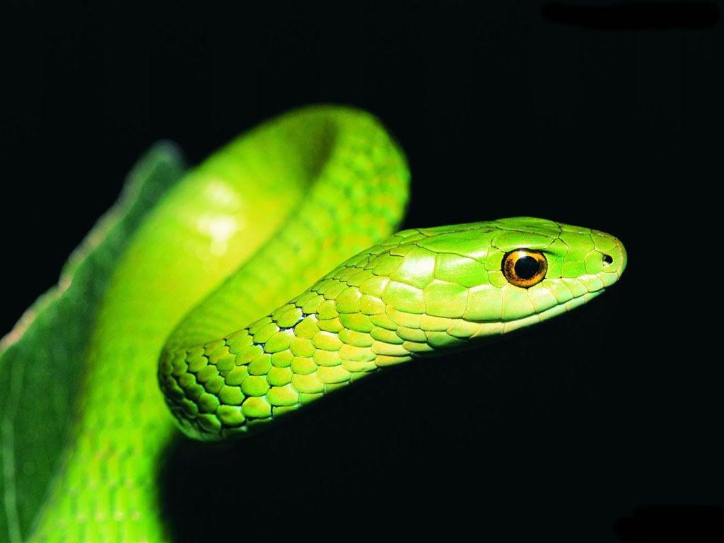 1024x768 Free Snake Wallpaper Free Hd For Desktop