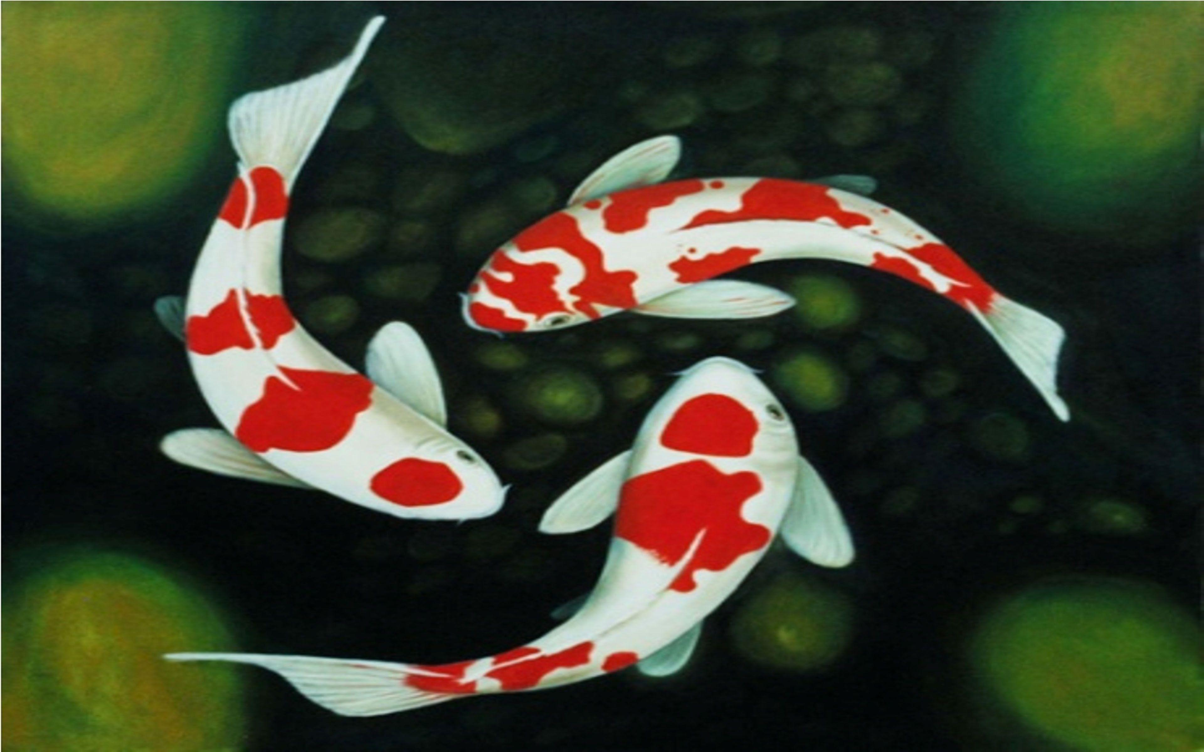 3840x2400 Koi Fish Tattoo Wallpaper HD