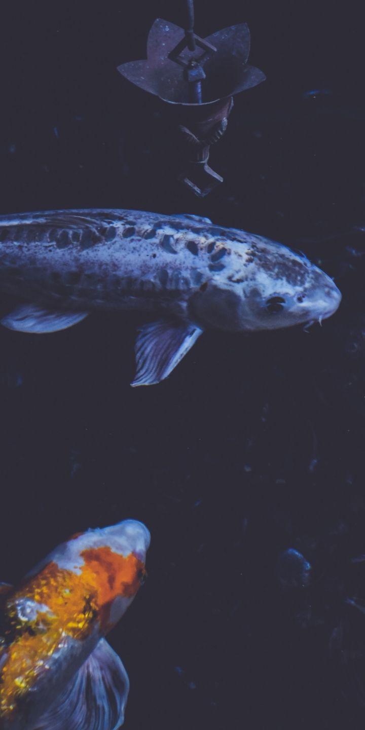 720x1440 Animal Koi (720x1440) Wallpaper
