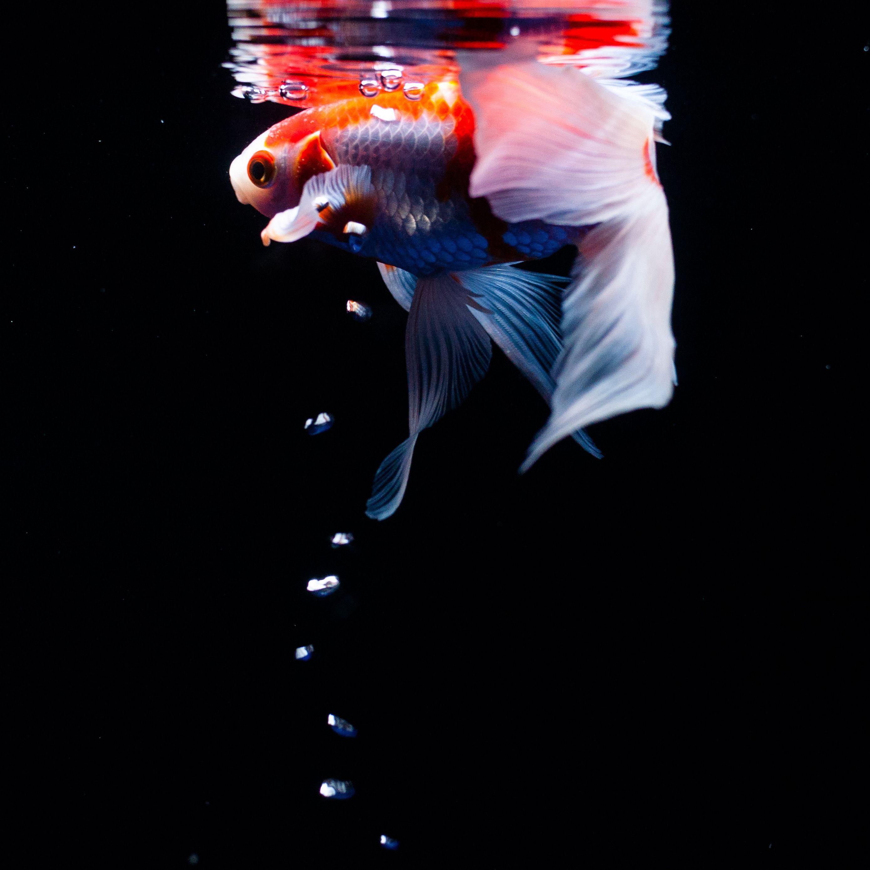 2780x2780 Download wallpaper 2780x2780 koi, carp, fish, tail, fins, water