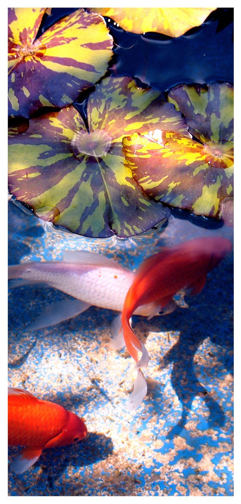 808x1692 koi mobile phone wallpaper background image free download