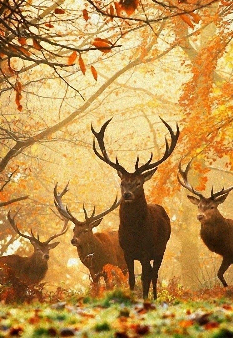 746x1080 Passions Are Motions Oifpeyax: “ Deer In Fall Source ”. Fall, My
