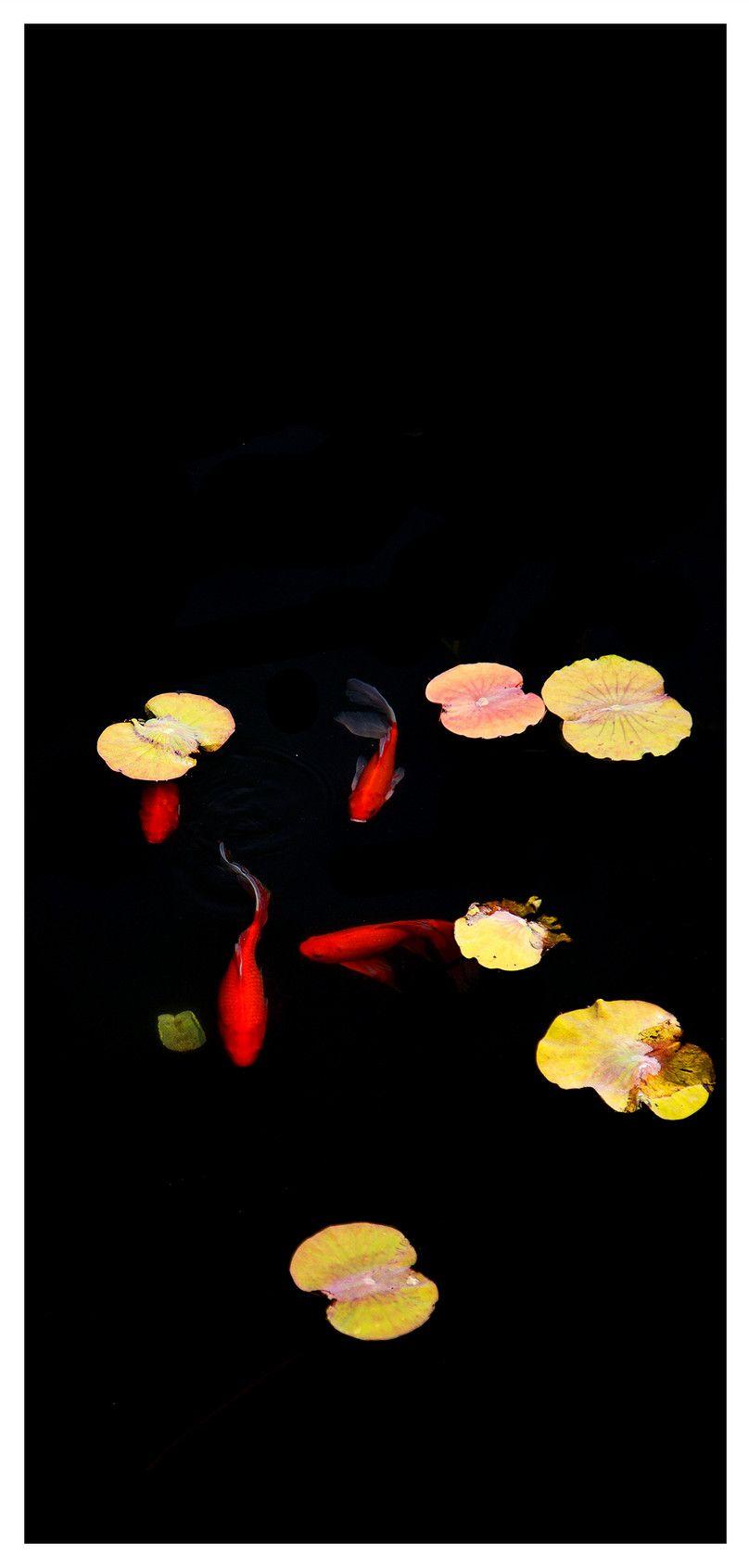 808x1692 koi mobile phone wallpaper background image free download