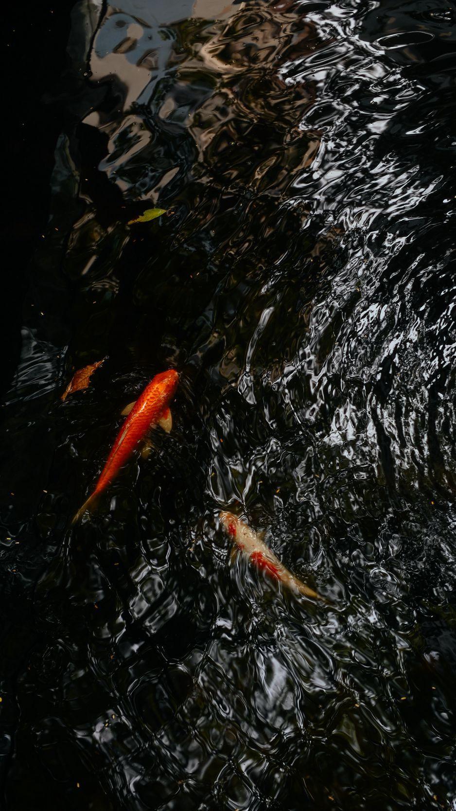 938x1668 Download wallpaper 938x1668 koi, carps, fish, water, ripples