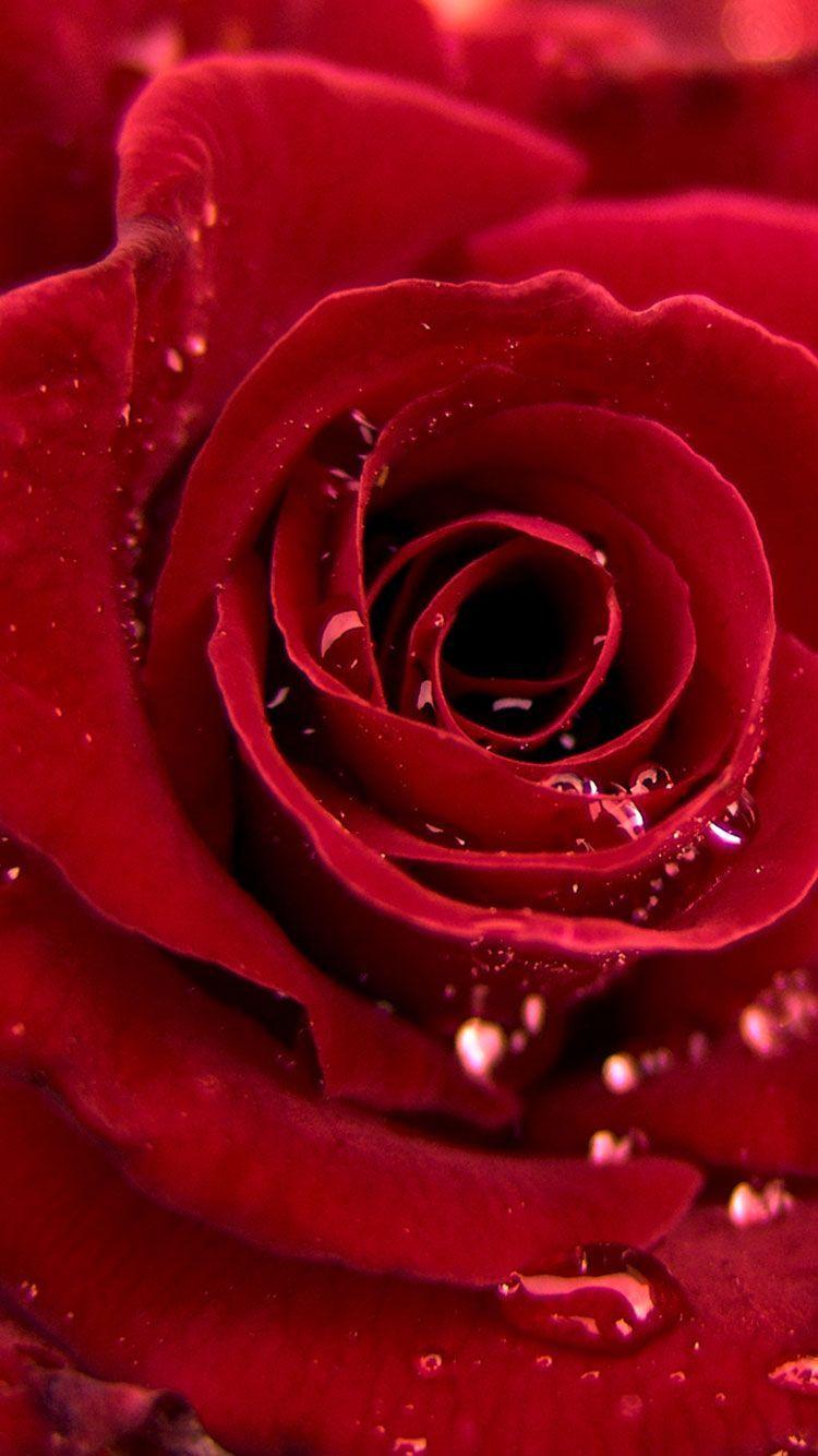 Rose iPhone 6 Wallpapers - Top Free Rose iPhone 6 Backgrounds -  WallpaperAccess