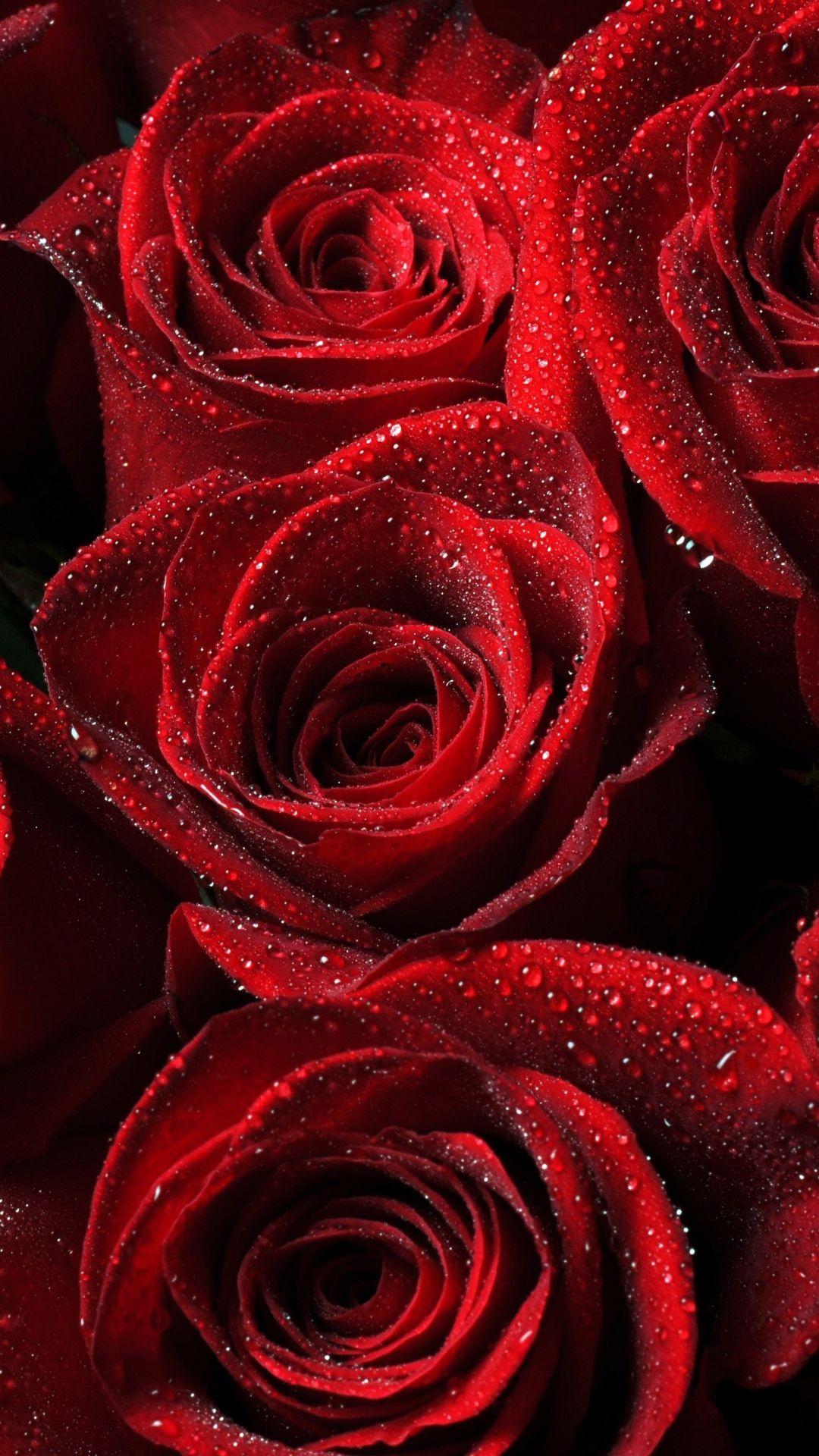 1080x1920 Roses Red Drops Petals iPhone 8 Wallpaper Free Download