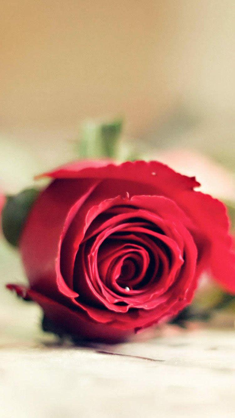 750x1334 Free download Red Rose Love iPhone 6 Wallpaper HD iPhone 6