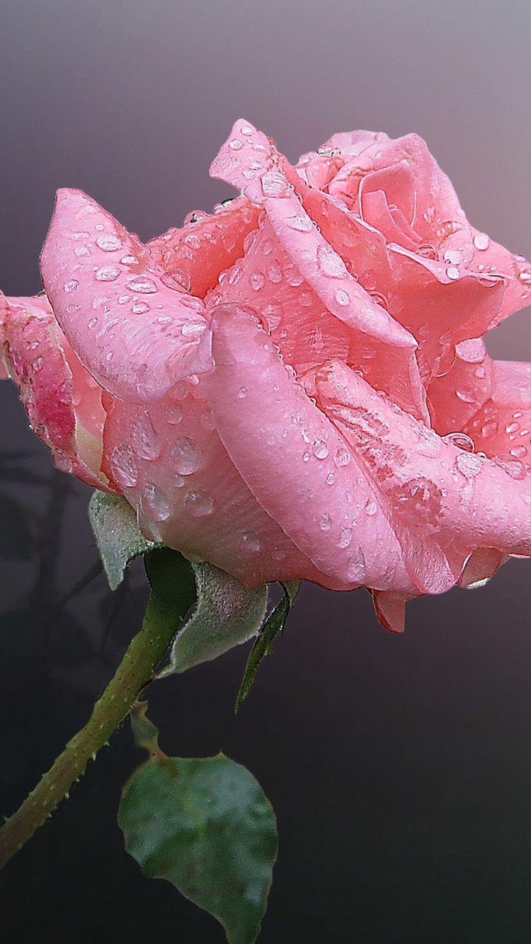 750x1334 iPhone 6 Wallpaper Request Thread