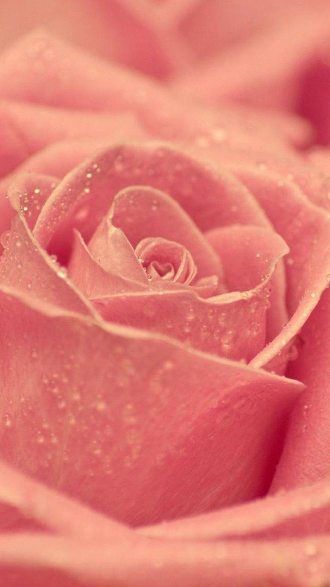 1080x1920 Rose Dew Flower Macro iPhone 8 Wallpaper Free Download