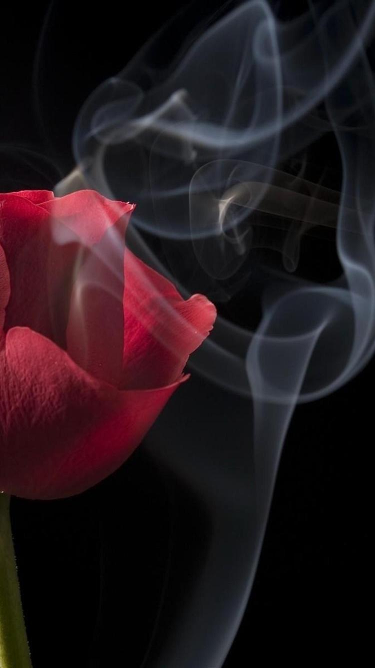 750x1334 Roses Wallpaper iPhone 6