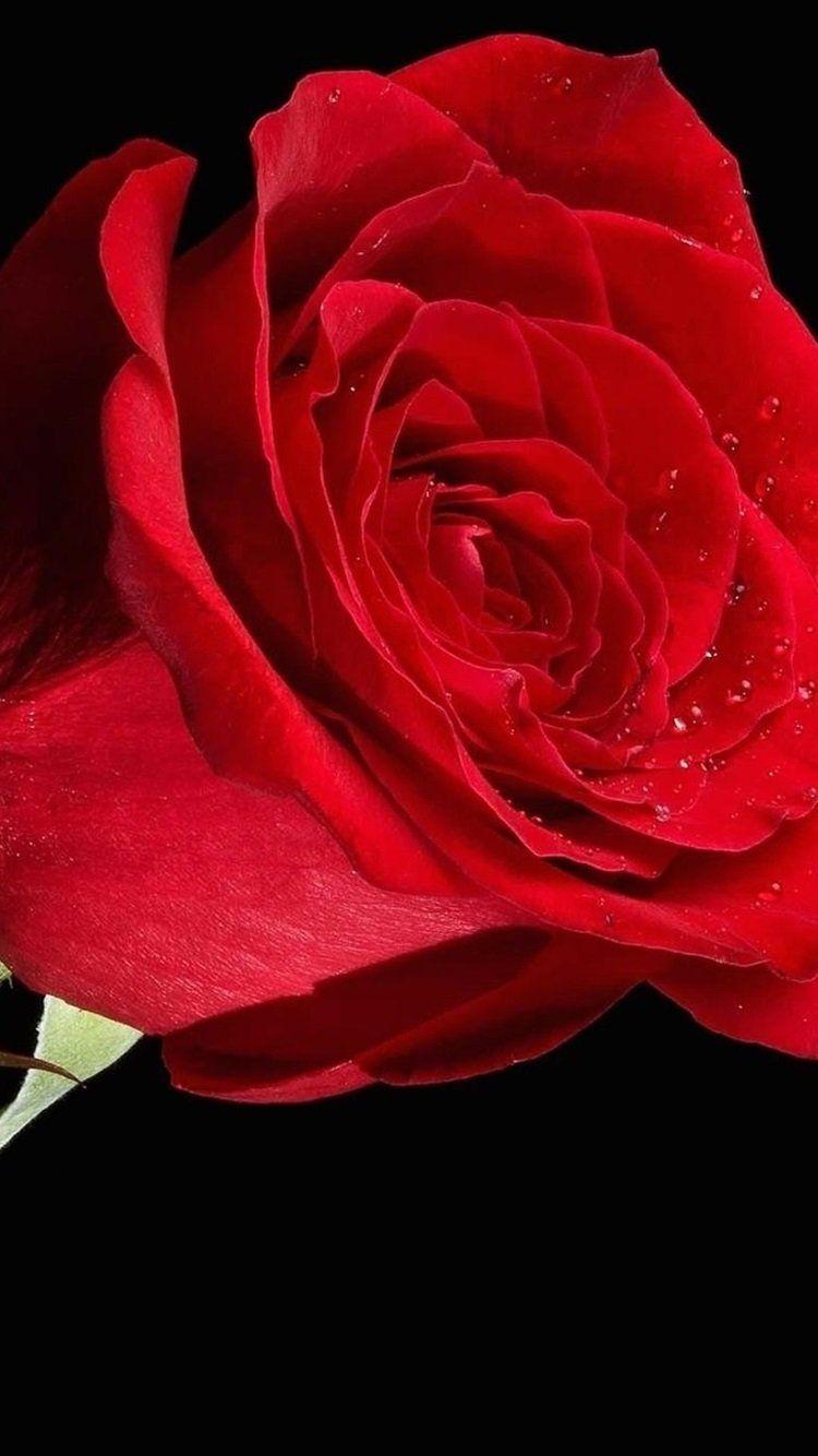 750x1334 iPhone 6 Black Wallpaper With Rose