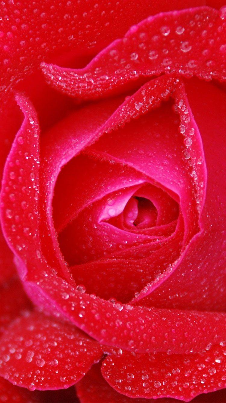 750x1334 Best iPhone 6S & 7 HD Wallpaper / Background For Spring