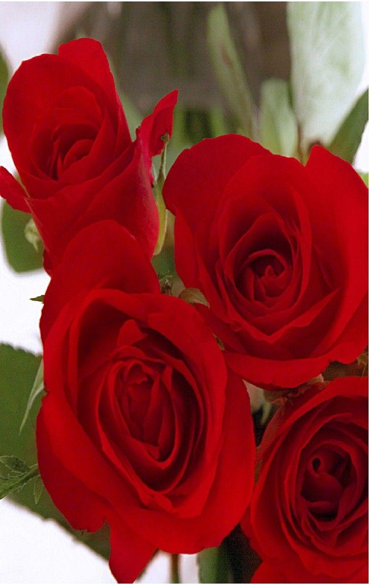 750x1185 Red Roses iphone 6 Wallpaper. iPhone 6 Wallpaper