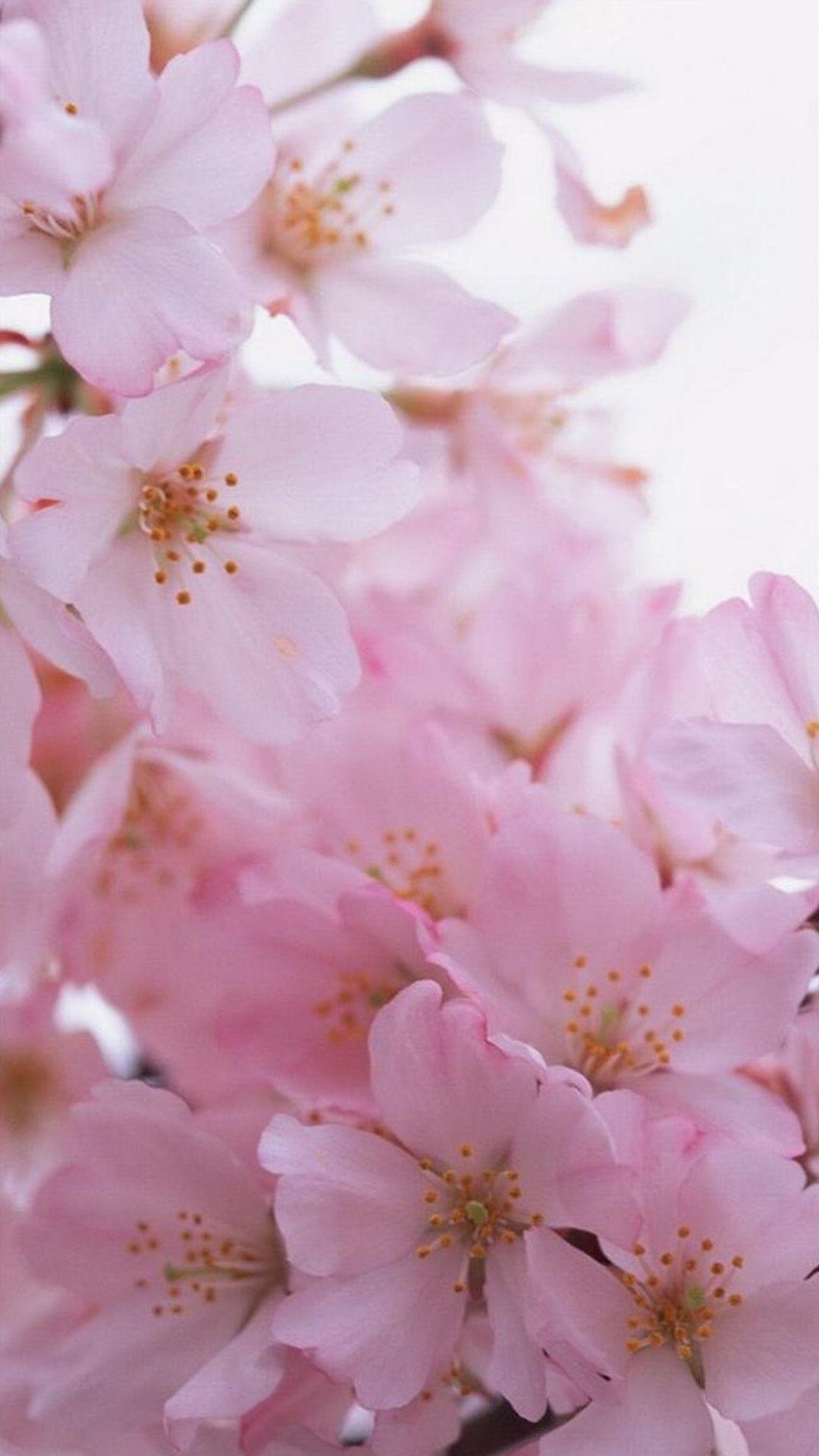 1080x1920 Flower iPhone Wallpaper