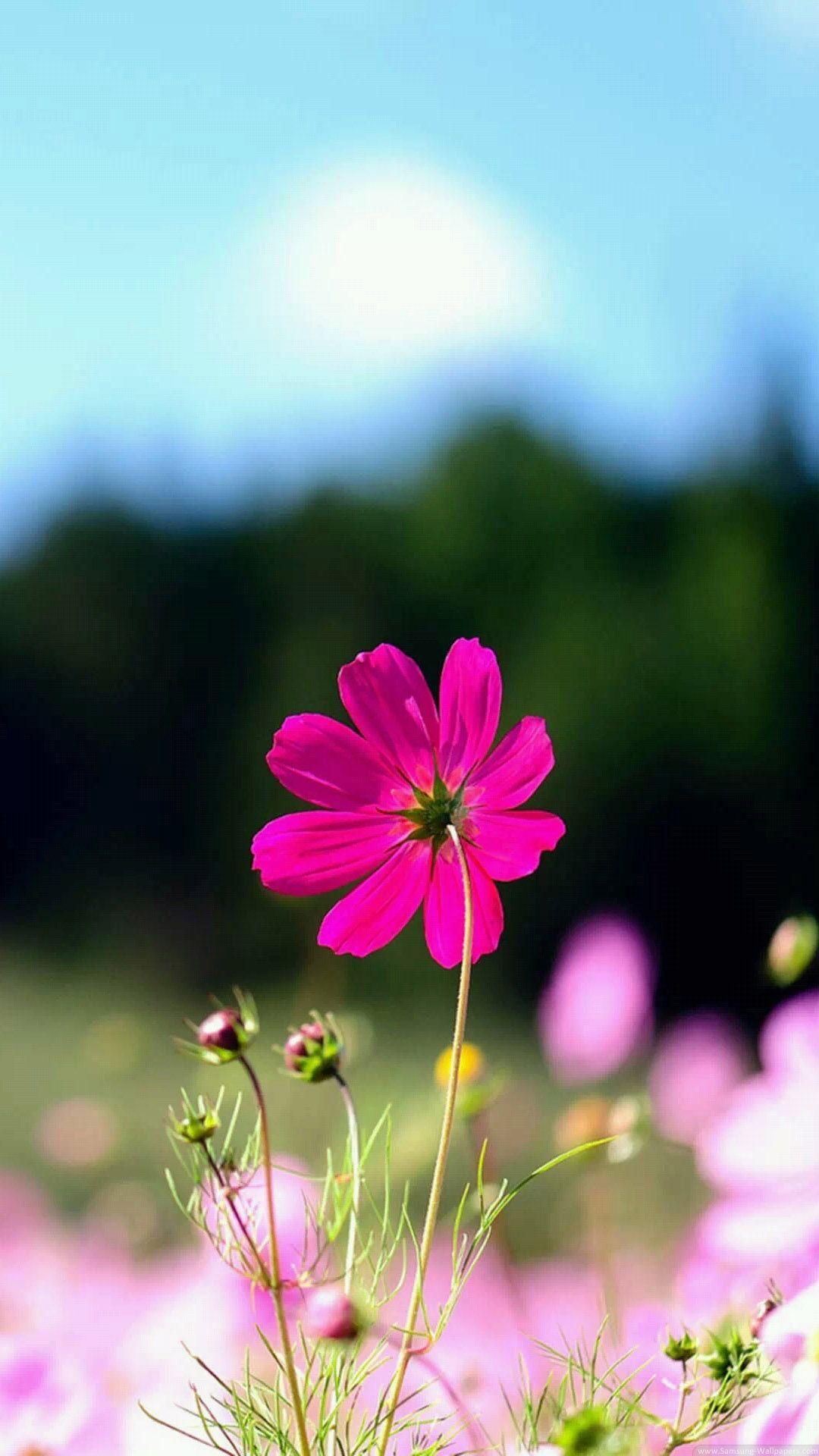 1080x1920 iPhone 6 Wallpaper Flower