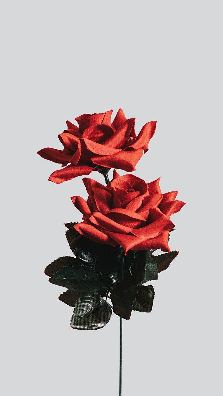 750x1334 iPhone wallpaper. rose minimal simple flower
