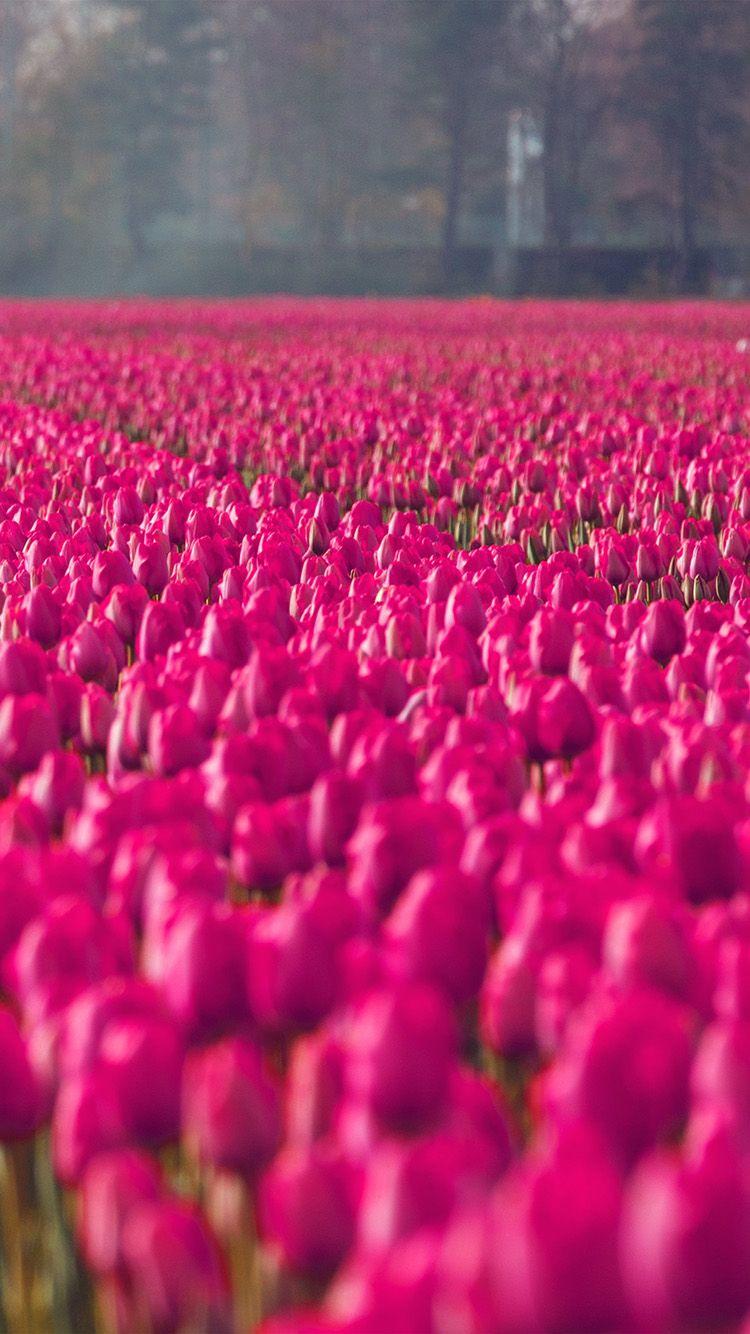 750x1334 iPhone 6 wallpaper. red rose flower