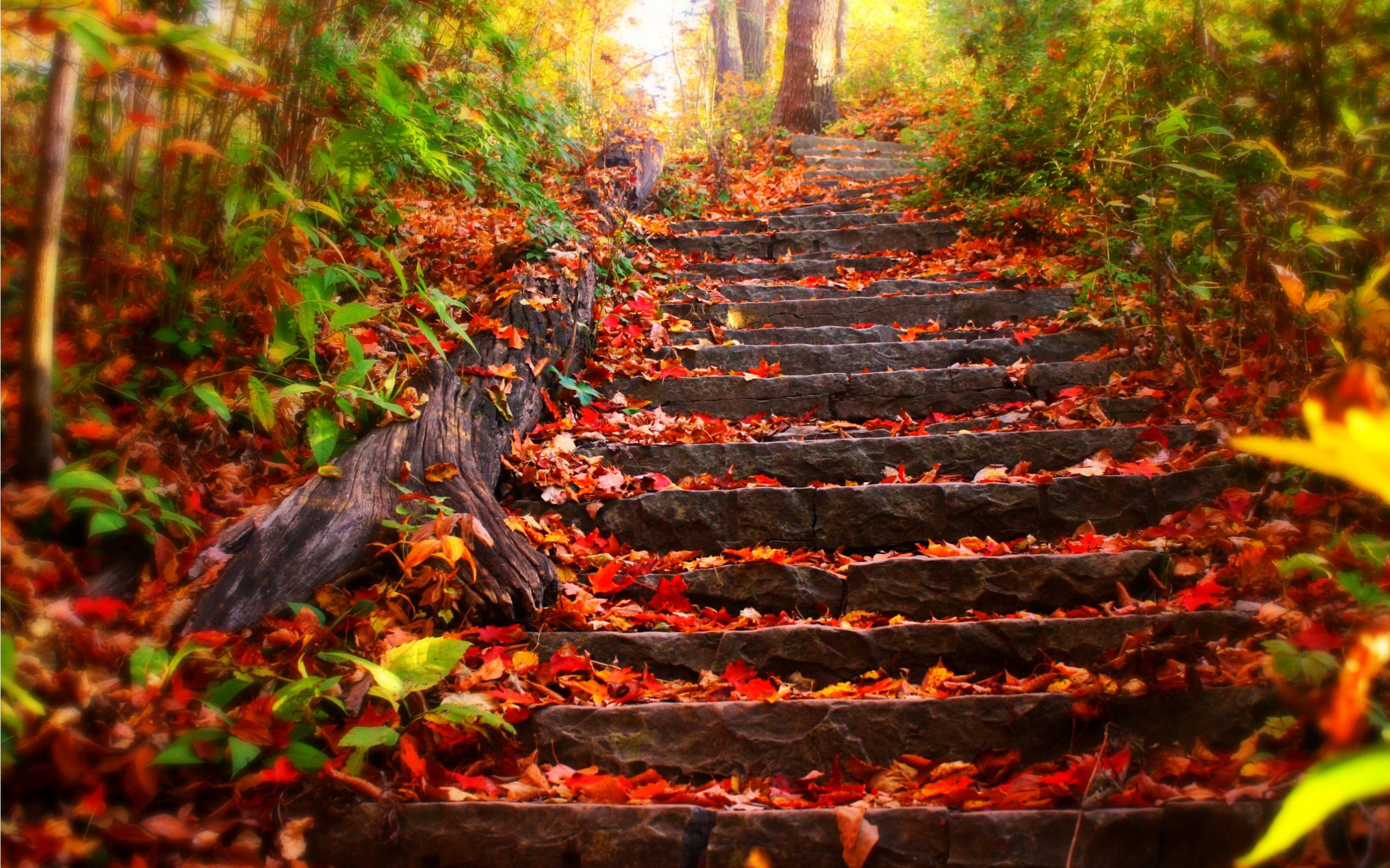 2560x1600 Free Desktop Fall Background, 37 Best HD Pics of Fall, High