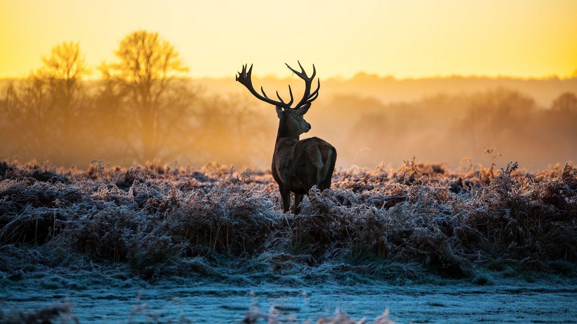 1920x1080 Whitetail Deer Wallpaper Screensaver