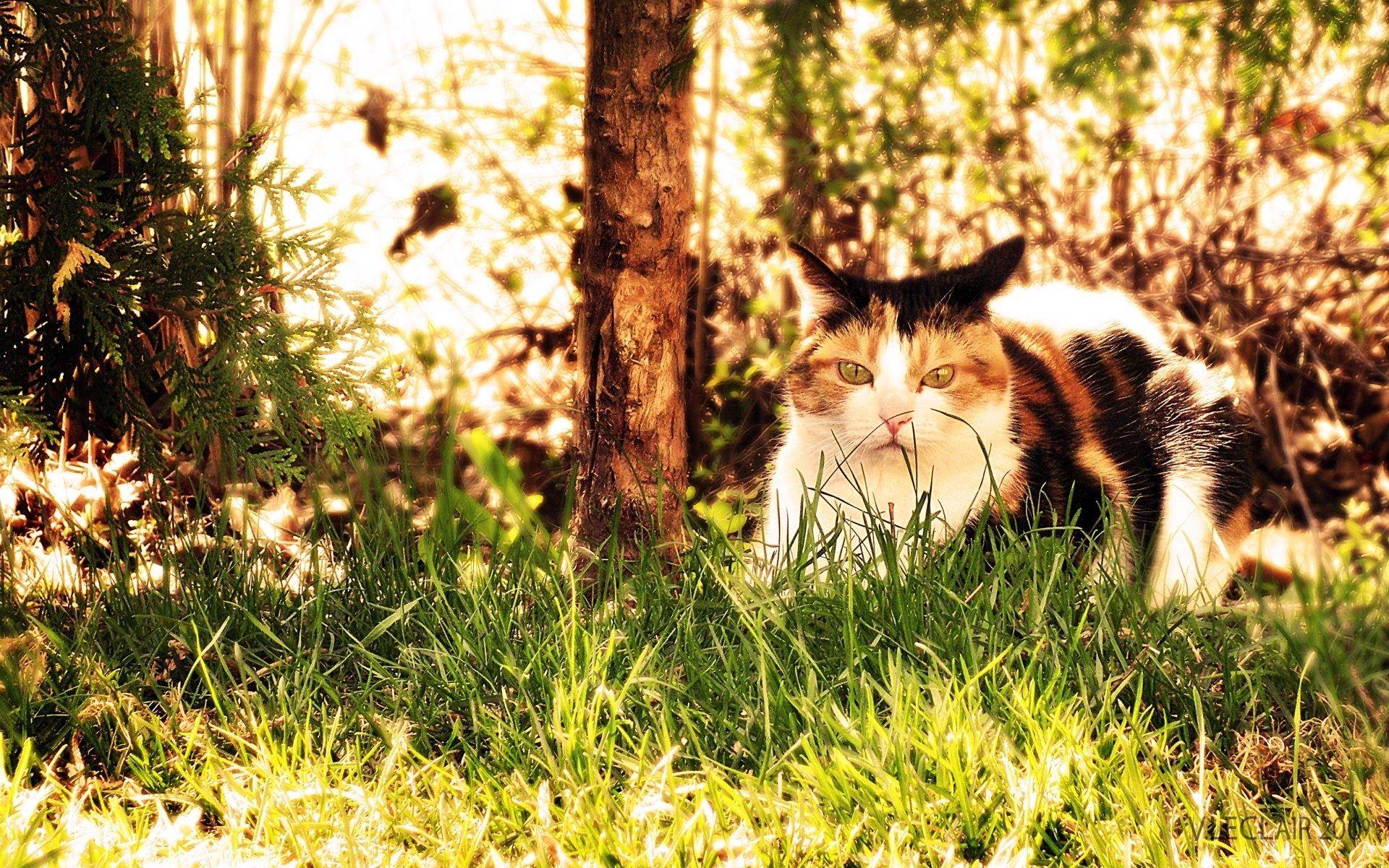 1920x1200 Download HD Photo Wallpaper Cat Grass Hunting Sit Fall 014 1920x1200