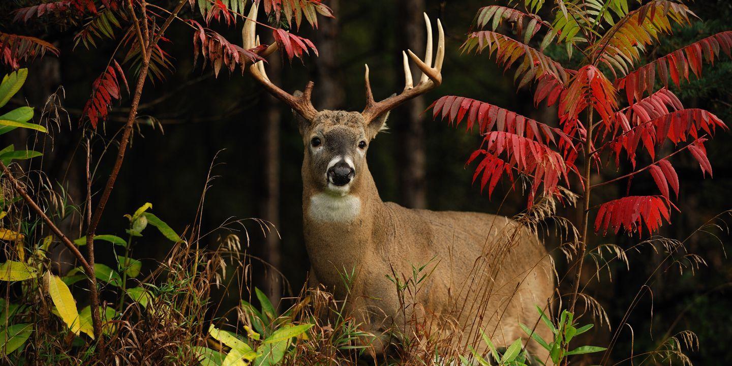 1440x720 New York's Best Deer Hunting. Finger Lakes Outdoor Adventures