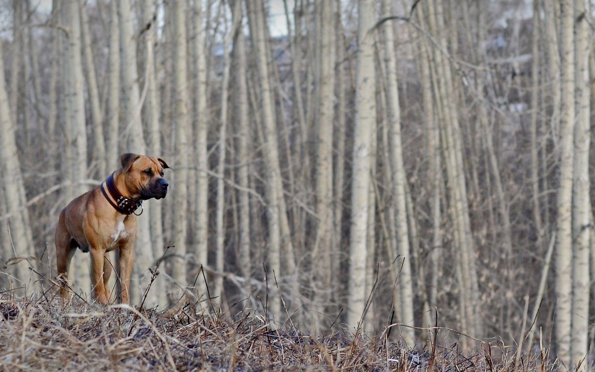 1920x1200 Download wallpaper 1920x1200 dog, woods, walking, hunting, fall HD
