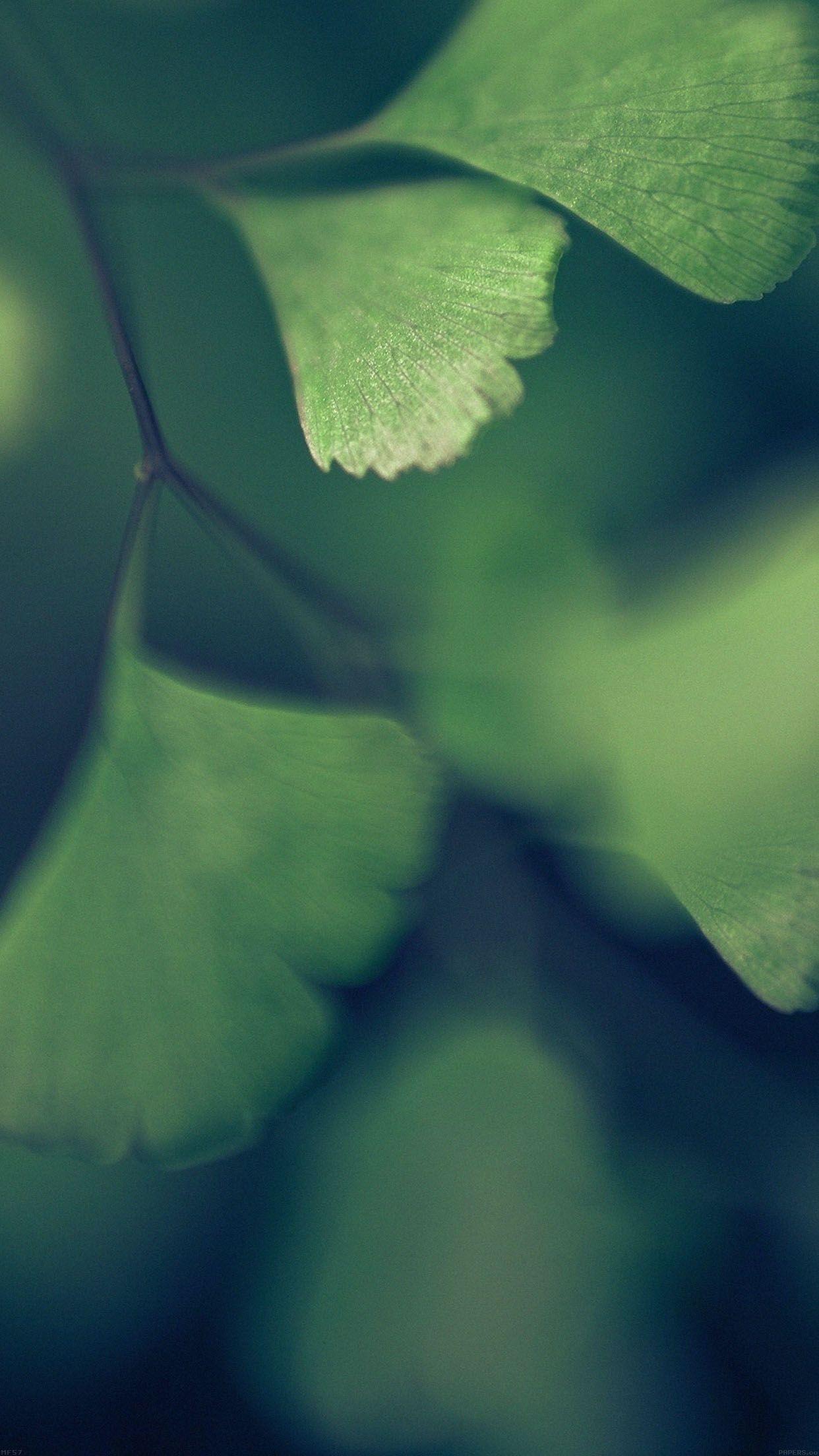 1242x2208 Good Luck Blue Clovers Leaf Nature Android wallpaper HD