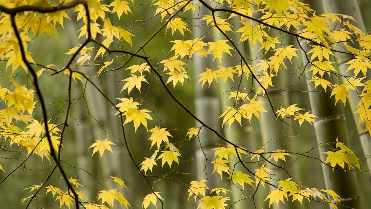 1244x700 Japan autumn Kyoto wallpaperx1080