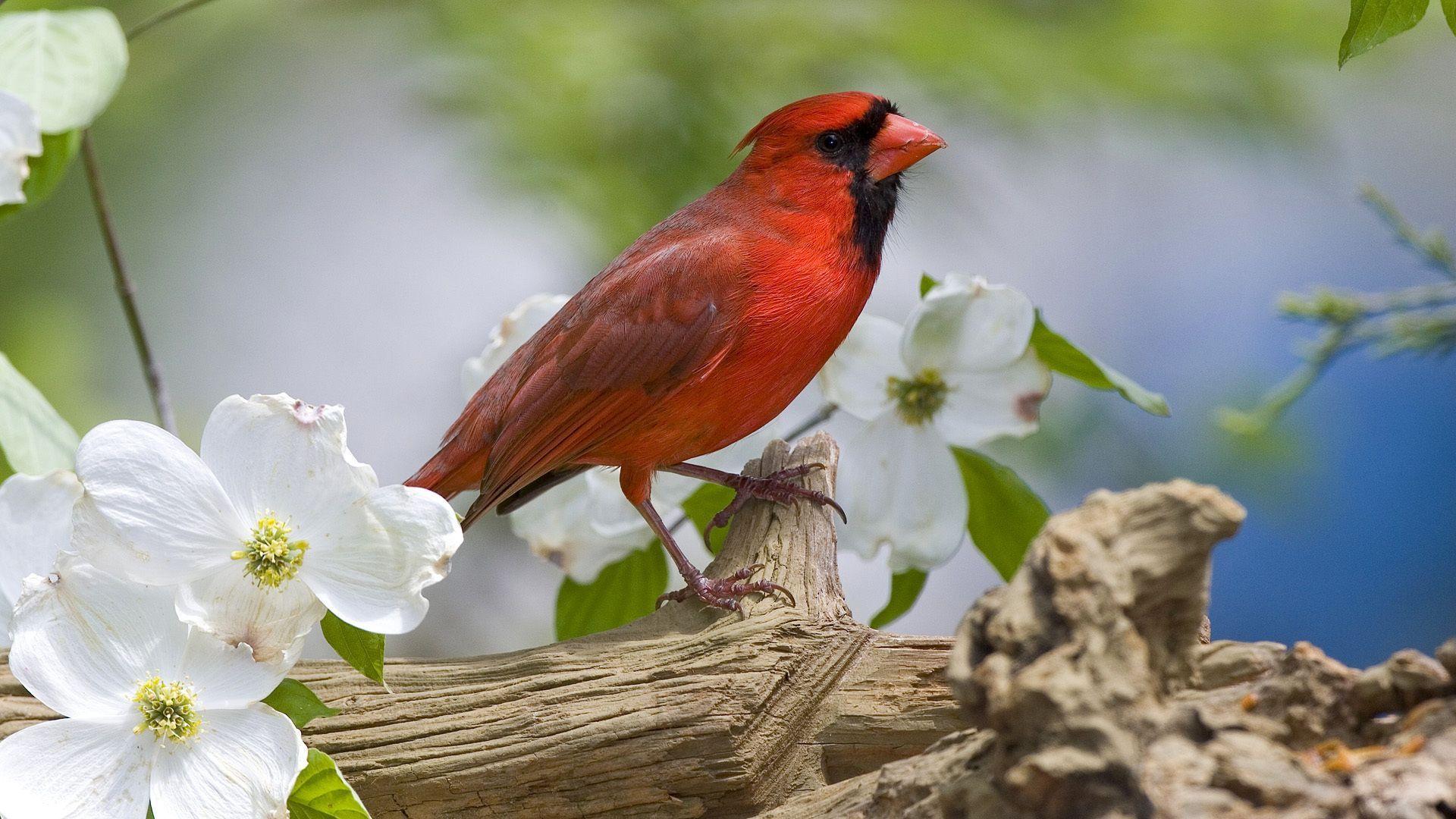 1920x1080 cardinal, bird, red, plumage, branch, spring, Flowers wallpaper desktop background