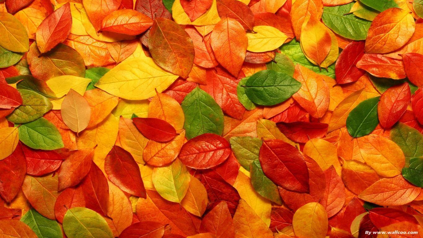 Beautiful Scenery Yellow Autumn Fall Leaves Tree Branches HD Fall Wallpapers   HD Wallpapers  ID 85027